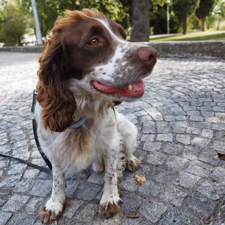 Cane al guinzaglio seduto sul selciato di una strada