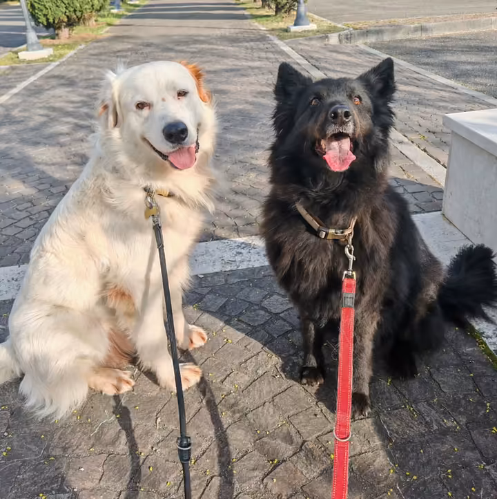 Due cani seduti al guinzaglio sul marciapiede, a distanza l'uno dall'altro