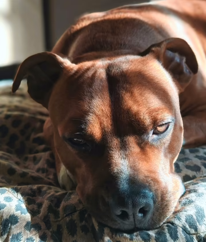 Cane rilassato sdraiato sul letto di casa
