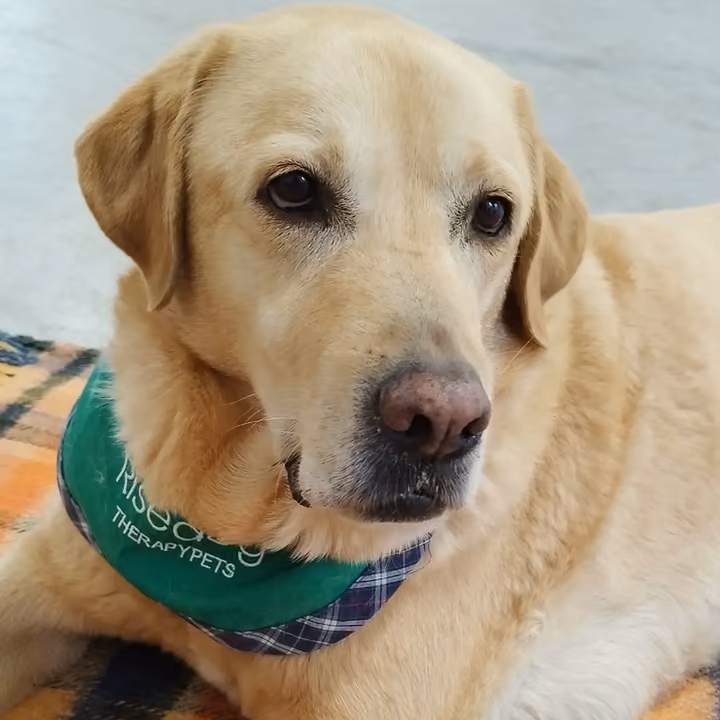 Cane di taglia grande sdraiato su una coperta con una bandana verde
