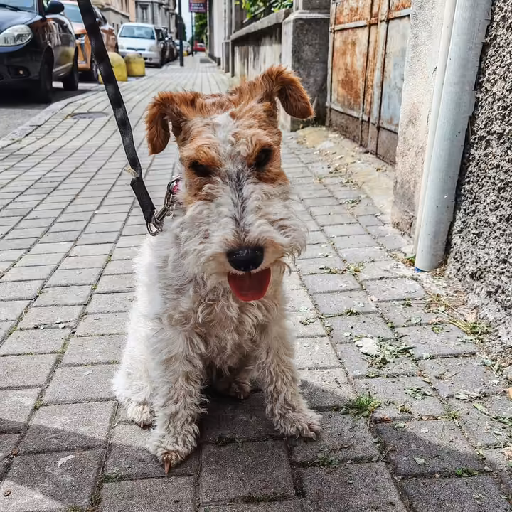 Cane bianco che cammina tranquillo al guinzaglio sul marciapiede