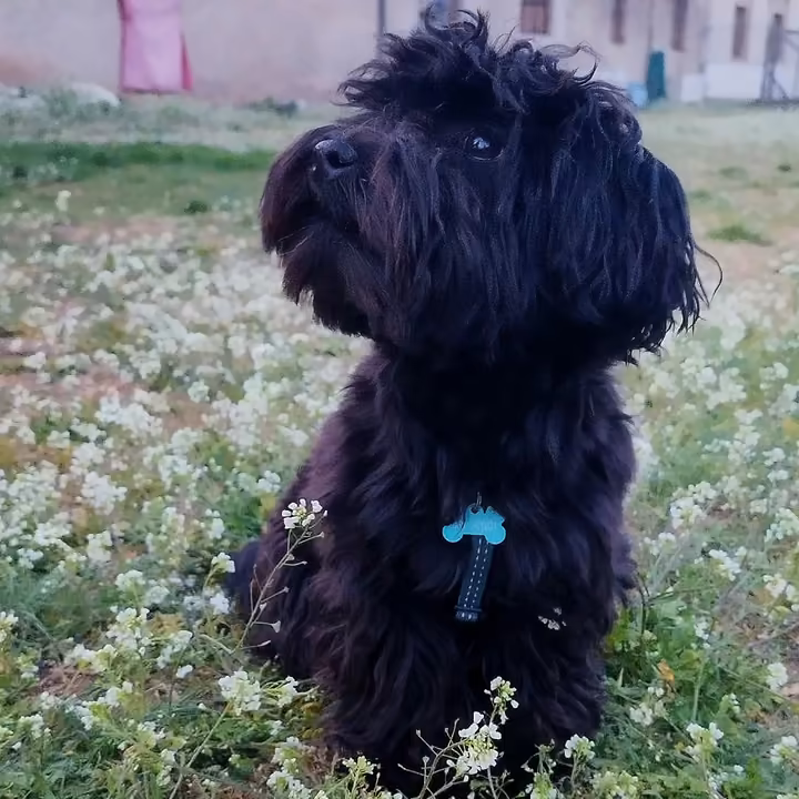 Cane nero seduto in un campo di fiori