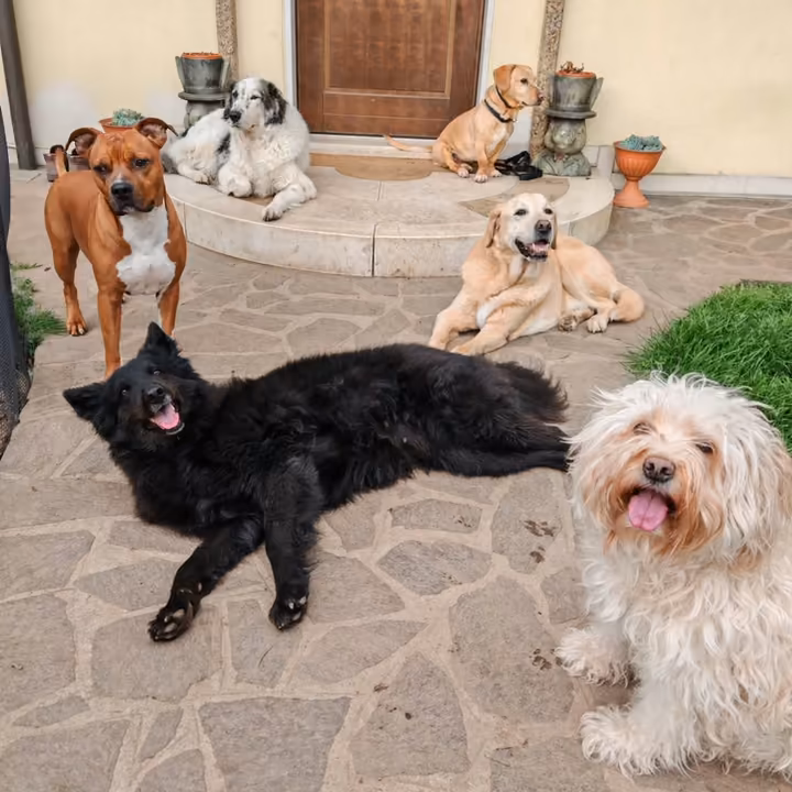 Sei cani di taglie e colori diversi riuniti e distesi su un cortile in pietra