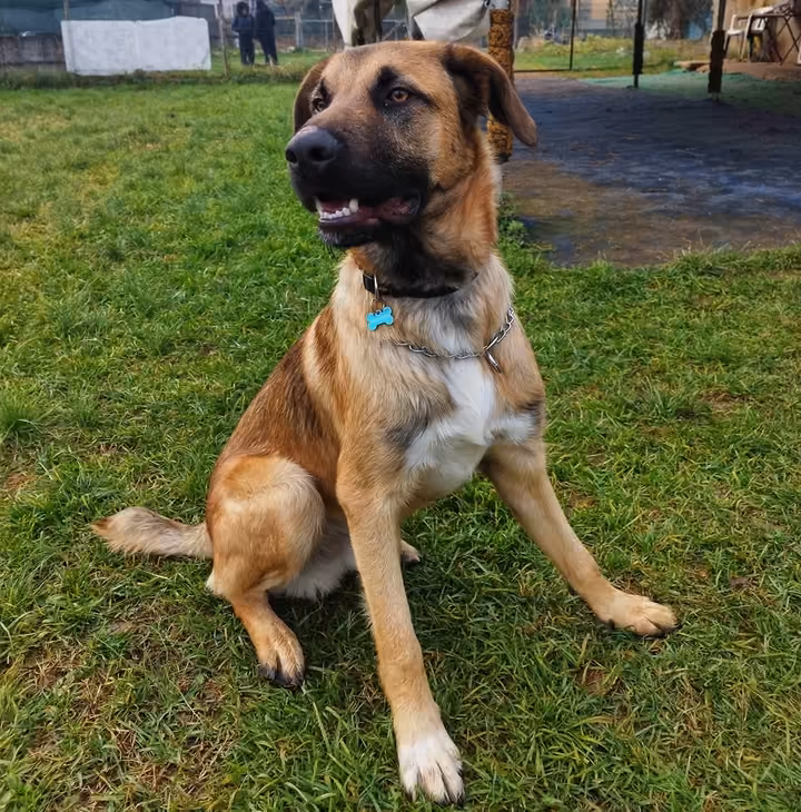 Cane seduto in un campo durante una lezione