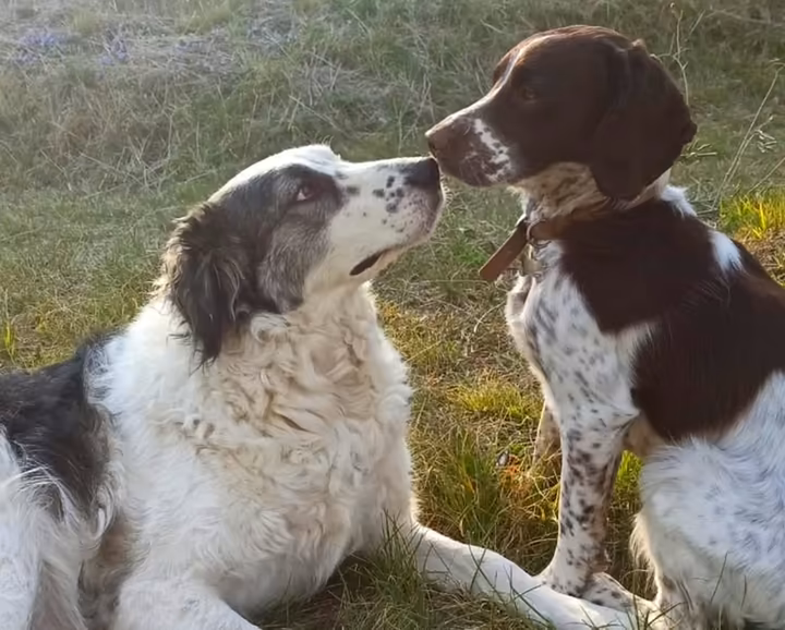 Due cani distesi sull'erba uno accanto all'altro