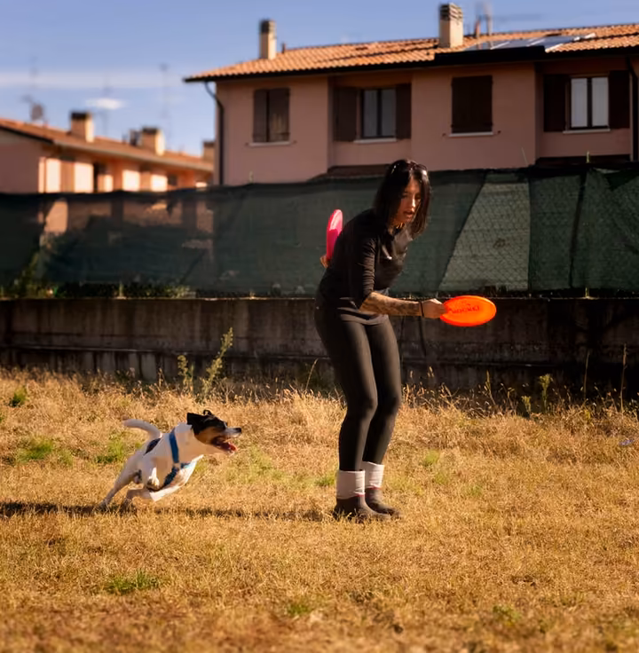 Cane che salta per prendere un frisbee in un campo