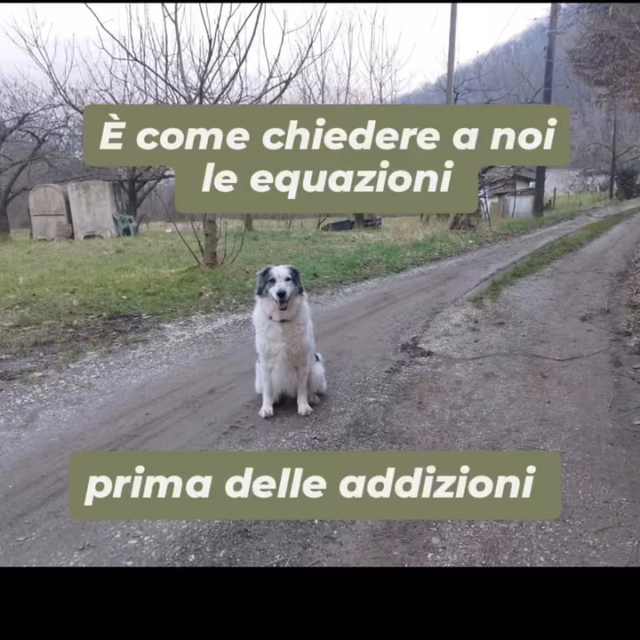 Cane seduto su una strada sterrata in mezzo agli alberi