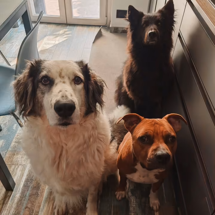 Tre cani seduti composti in una stanza durante un'attività assistita