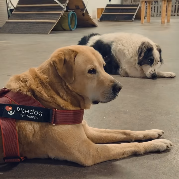 Due cani a terra in una stanza, poco prima di un intervento di pet therapy